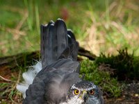 Accipiter gentilis 78, Havik, Saxifaga-Luuk Vermeer