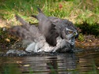 Accipiter gentilis 80, Havik, Saxifaga-Luuk Vermeer