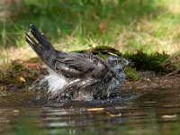 Accipiter gentilis 87, Havik, Saxifaga-Luuk Vermeer