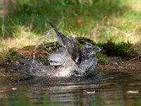 Accipiter gentilis 88, Havik, Saxifaga-Luuk Vermeer