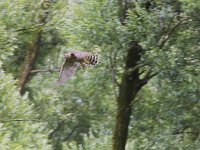 Accipiter gentilis 9, juvenile, Havik, Saxifraga-Martin Mollet