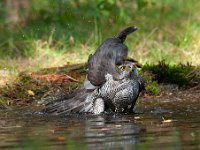 Accipiter gentilis 95, Havik, Saxifaga-Luuk Vermeer