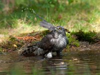 Accipiter gentilis 97, Havik, Saxifaga-Luuk Vermeer