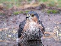 Accipiter nisus 103, Sperwer, Saxifraga-Luuk Vermeer