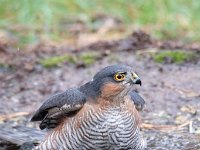 Accipiter nisus 106, Sperwer, Saxifraga-Luuk Vermeer