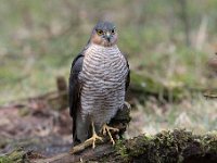 Accipiter nisus 118, Sperwer, Saxifraga-Luuk Vermeer