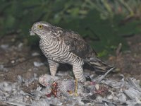 Accipiter nisus 12, Sperwer, Saxifraga-Martin Mollet