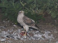 Accipiter nisus 13, Sperwer, Saxifraga-Martin Mollet