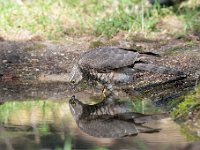 Accipiter nisus 130, Sperwer, Saxifraga-Luuk Vermeer