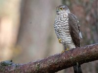 Accipiter nisus 134, Sperwer, Saxifraga-Luuk Vermeer