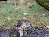 Accipiter nisus 138, Sperwer, Saxifraga-Luuk Vermeer