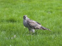 Accipiter nisus 14, Sperwer, Saxifraga-Martin Mollet