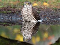 Accipiter nisus 145, Sperwer, Saxifraga-Luuk Vermeer