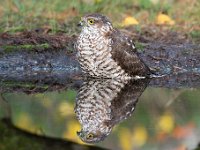 Accipiter nisus 146, Sperwer, Saxifraga-Luuk Vermeer