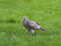 Accipiter nisus 15, Sperwer, Saxifraga-Martin Mollet