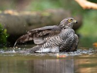 Accipiter nisus 159, Sperwer, Saxifraga-Luuk Vermeer