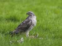 Accipiter nisus 16, Sperwer, Saxifraga-Martin Mollet