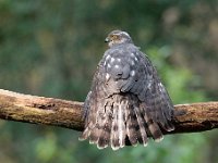 Accipiter nisus 162, Sperwer, Saxifraga-Luuk Vermeer