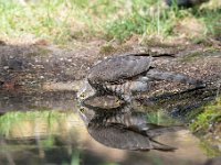 Accipiter nisus 163, Sperwer, Saxifraga-Luuk Vermeer