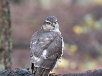 Accipiter nisus 171, Sperwer, Saxifraga-Luuk Vermeer