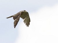 Accipiter nisus 174, Sperwer, Saxifraga-Tom Heijnen