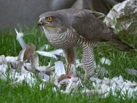 Accipiter nisus 175, Sperwer, Saxifraga-Tom Heijnen