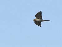 Accipiter nisus 177, Sperwer, Saxifraga-Tom Heijnen