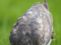 Accipiter nisus 18, Sperwer, Saxifraga-Martin Mollet