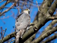 Accipiter nisus 183, Sperwe, Saxifraga-Bart Vastenhouw