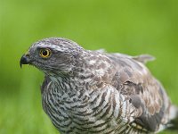 Accipiter nisus 19, Sperwer, Saxifraga-Martin Mollet