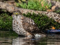 Accipiter nisus 191, Sperwer, adult female, Saxifraga-Theo Verstrael