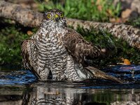 Accipiter nisus 192, Sperwer, adult female, Saxifraga-Theo Verstrael