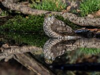 Accipiter nisus 196, Sperwer, adult female, Saxifraga-Theo Verstrael