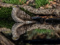 Accipiter nisus 198, Sperwer, adult female, Saxifraga-Theo Verstrael