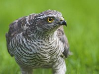 Accipiter nisus 21, Sperwer, Saxifraga-Martin Mollet