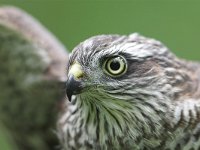 Accipiter nisus 26, Sperwer, Saxifraga-Martin Mollet