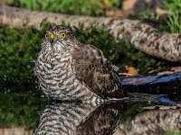 Accipiter nisus 28, Sperwer, adult female, Saxifraga-Theo Verstrael