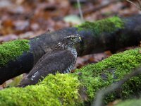 Accipiter nisus 30, Sperwer, juvenile, Saxifraga-Martin Mollet