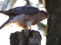 Accipiter nisus 31, Sperwer, male, Saxifraga-Martin Mollet