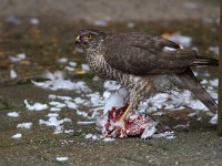 Accipiter nisus 33, Sperwer, juvenile, female, Saxifraga-Martin Mollet