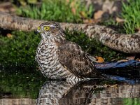 Accipiter nisus 36, Sperwer, adult female, Saxifraga-Theo Verstrael