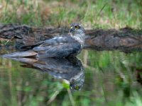 Accipiter nisus 44, Sperwer, Saxifraga-Luuk Vermeer