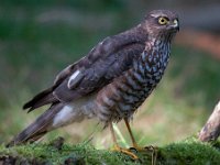 Accipiter nisus 45, Sperwer, Saxifraga-Luuk Vermeer