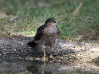 Accipiter nisus 52, Sperwer, Saxifraga-Luuk Vermeer