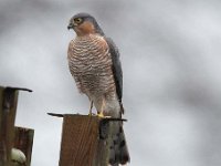 Accipiter nisus 56, Sperwer, Saxifraga-Luuk Vermeer