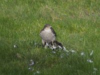 Accipiter nisus 6, Sperwer, Saxifraga-Martin Mollet