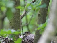 Accipiter nisus 7, Sperwer, Saxifraga-Martin Mollet