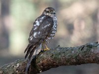 Accipiter nisus 72, Sperwer, Saxifraga-Luuk Vermeer