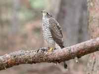 Accipiter nisus 89, Sperwer, Saxifraga-Luuk Vermeer