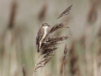 Acrocephalus schoenobaenus 13, Rietzanger, Saxifraga-Peter Meininger